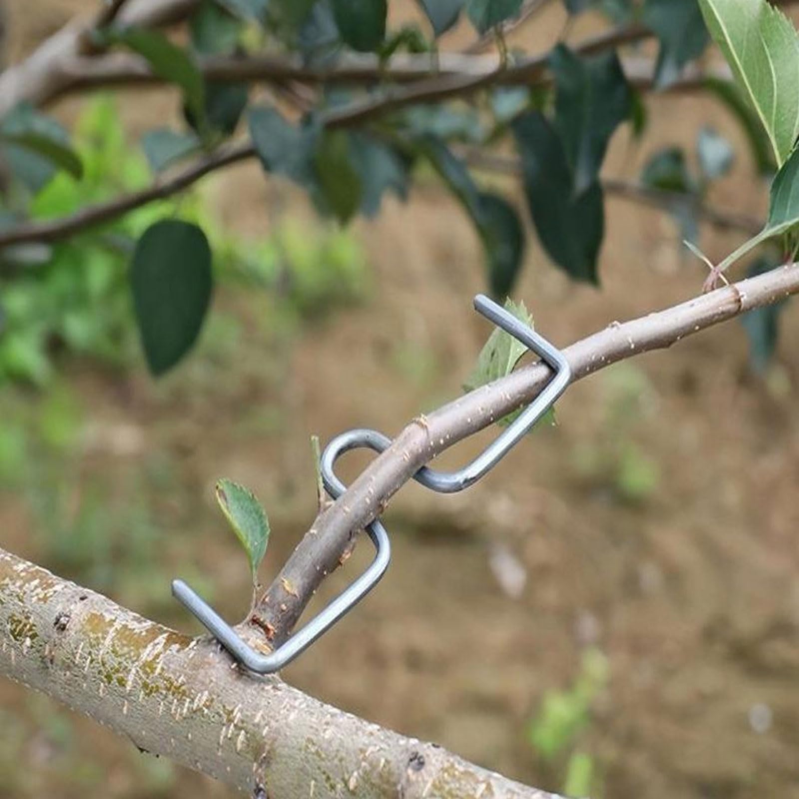 36 Stück Astspreizer für Obstbäume, Metall Aststütze Obstbaum 8/10/13cm, M-förmiger Astzieher Zweigspreize für Gartenbäume, Astklammern Biegehilfen zum Spreizen und Ebnen von Obstzweigen