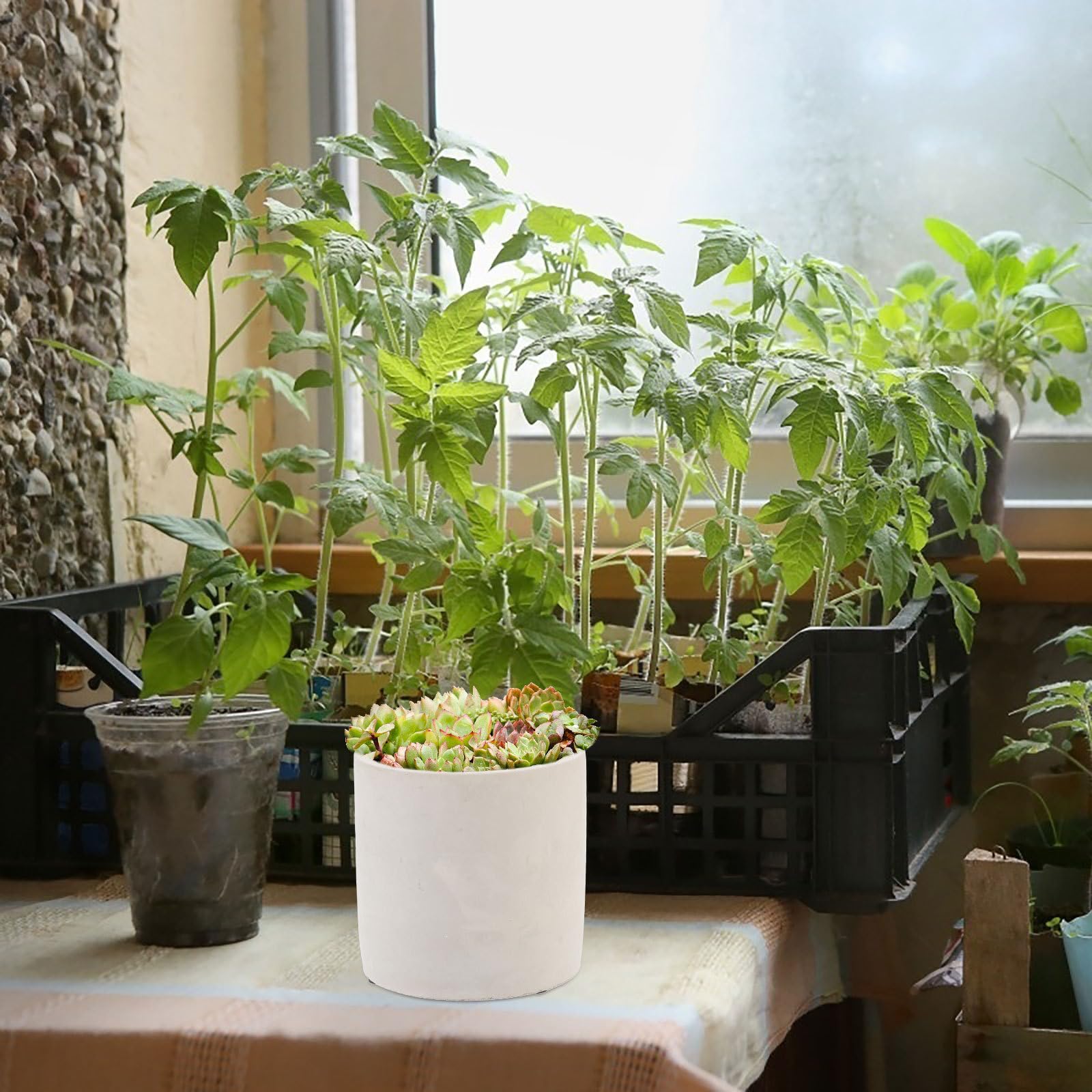 CALLARON 2 Stück Zement Anzuchttöpfe für Sukkulenten Multifunktional und Leicht Minimalistisches Design für Balkon und Geschenk