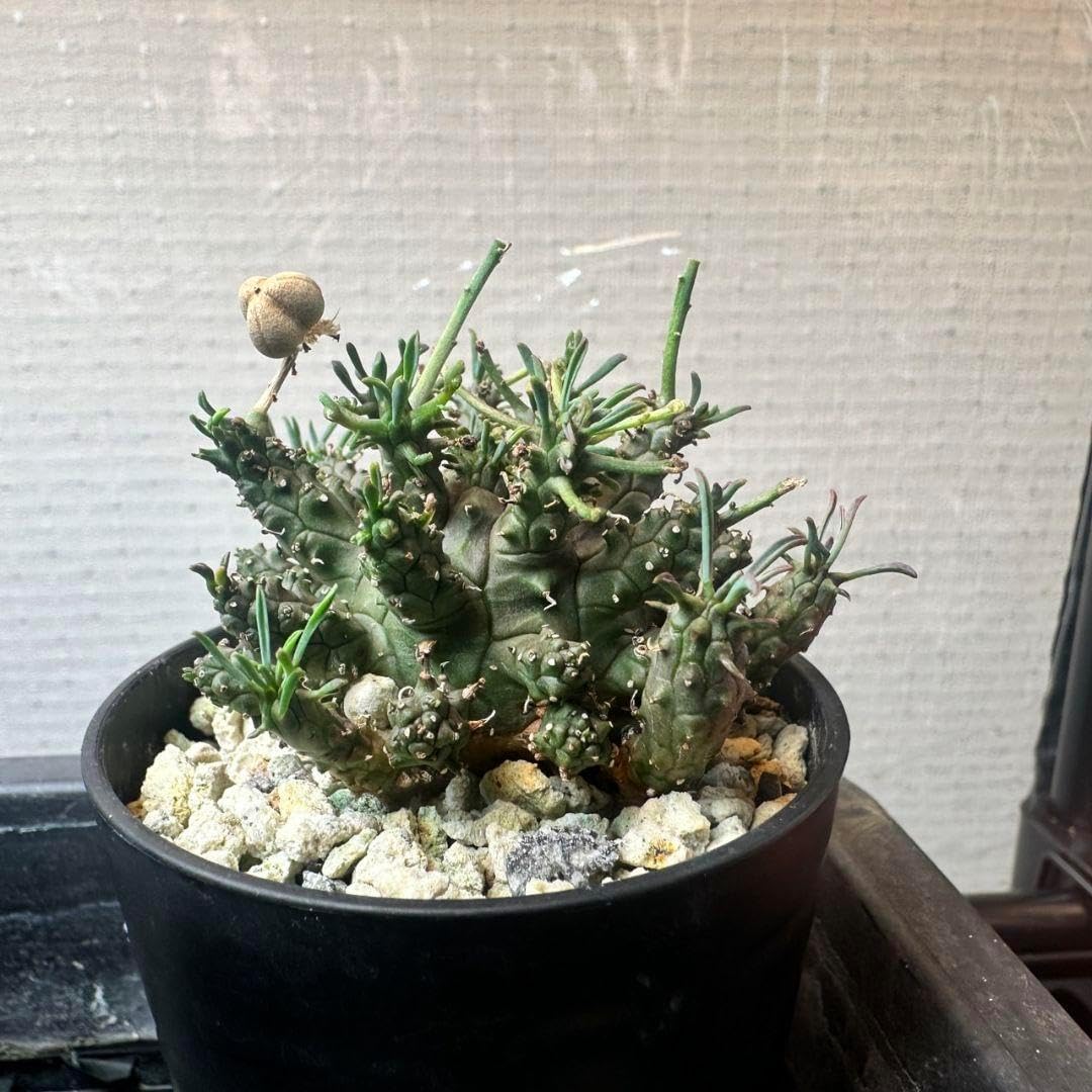 ユーフォルビア アストロフォラ 種子 3粒