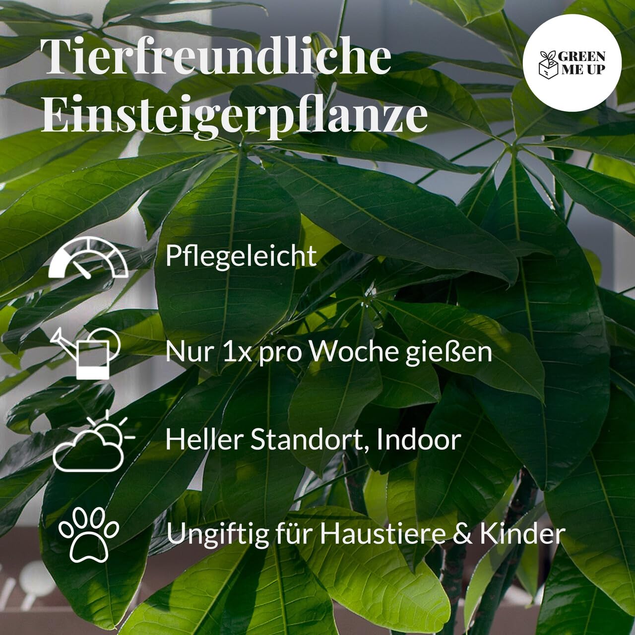 Zimmerpflanzen Einfach Tierlieb | 3er Set für Katzenfreunde | ungiftig & pflegeleicht | Ananas, Pilea und Peperomia | Pflanzen frisch aus der Gärtnerei | tierfreundliche Deko | Green Me Up