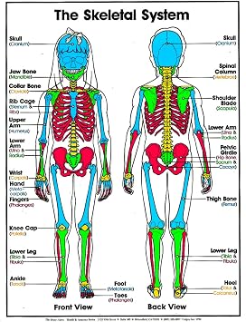 ALGRA The Skeletal System Poster 18 x 24 Laminated - Kids Anatomy