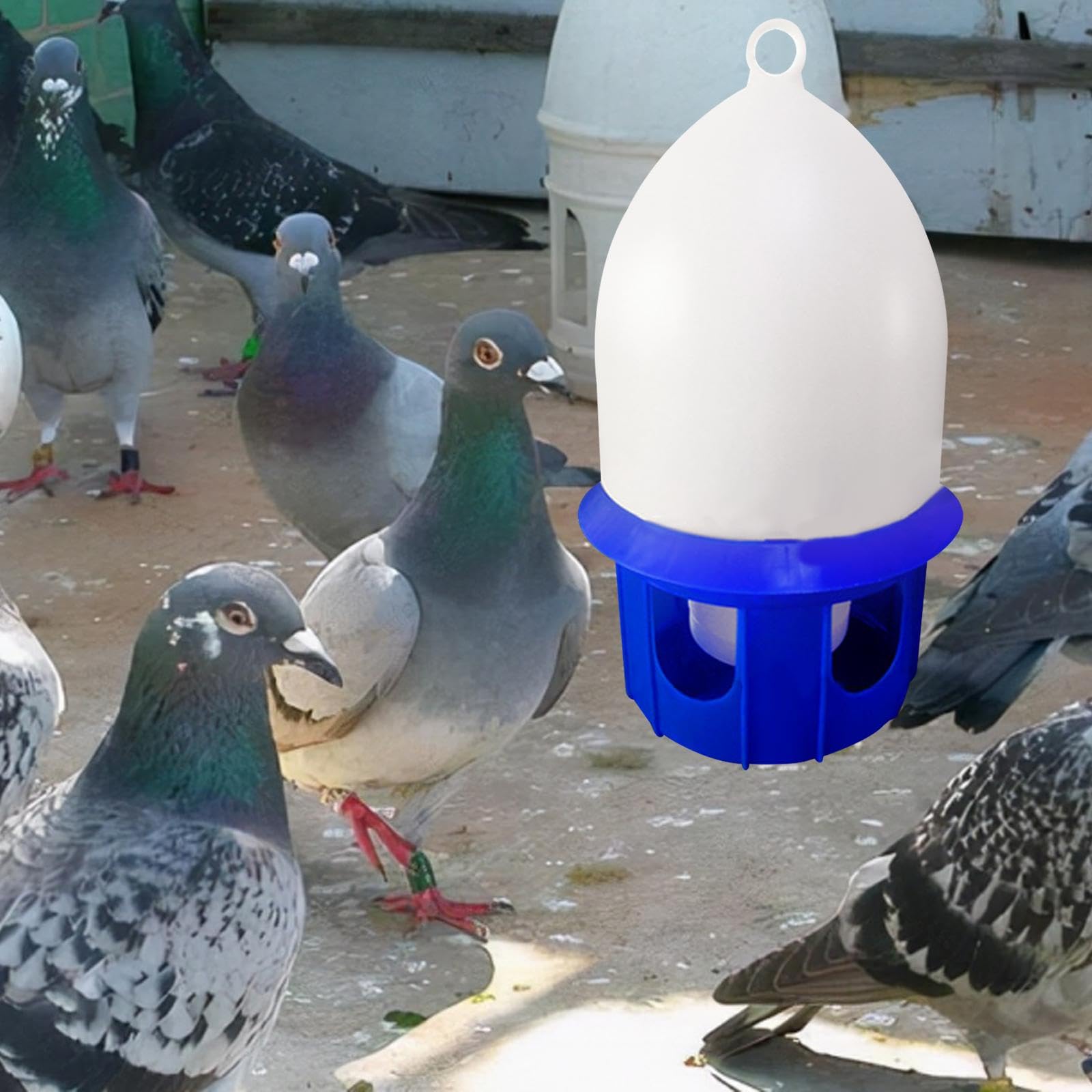predolo Bebedero para Palomas, Bebedero de Agua para pájaros, Cubo para alimentación de Agua, Bote de Agua para Mascotas, Bebedero para Palomas de Granja de, 6L Azul