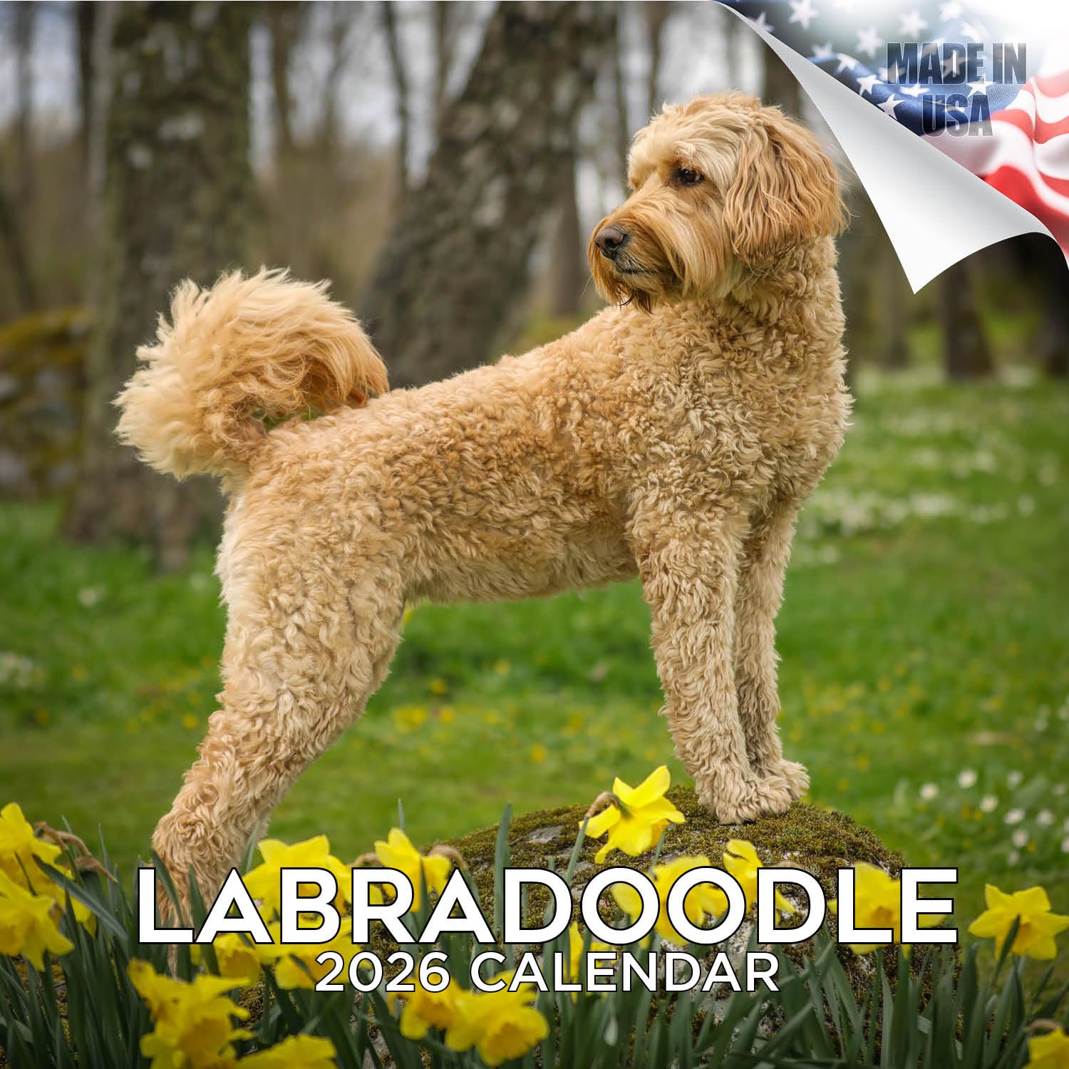 Labradoodle Calendar 2026 by MegaCalendars – Monthly Dog Breed Wall Calendar, Made in USA