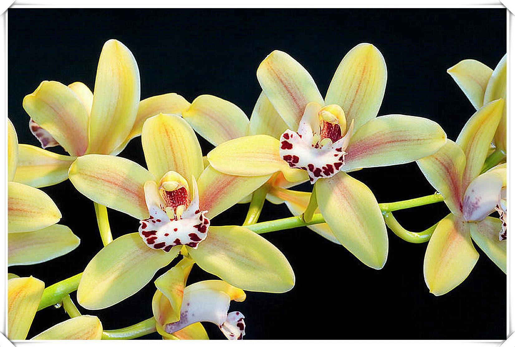 Cymbidium Bulbs for Planting,Cymbidium Tubers UK,Excellent Display Indoor Perennial Balcony Garden Bulbs,Cymbidium Bulbs Mix,Flowering Rhizome-15bulbs-A