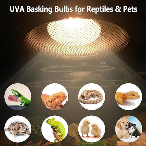 Pack of 2 Reptile Basking Light Bulbs - Incandescent 75W Simulated Sunlight UVA Heat Bulbs for Bearded Dragons, Geckos, Iguanas, Lizards, Amphibians & Small Pets(Intense Spotlight (for Desert-dwelling Reptiles),75 Watts)