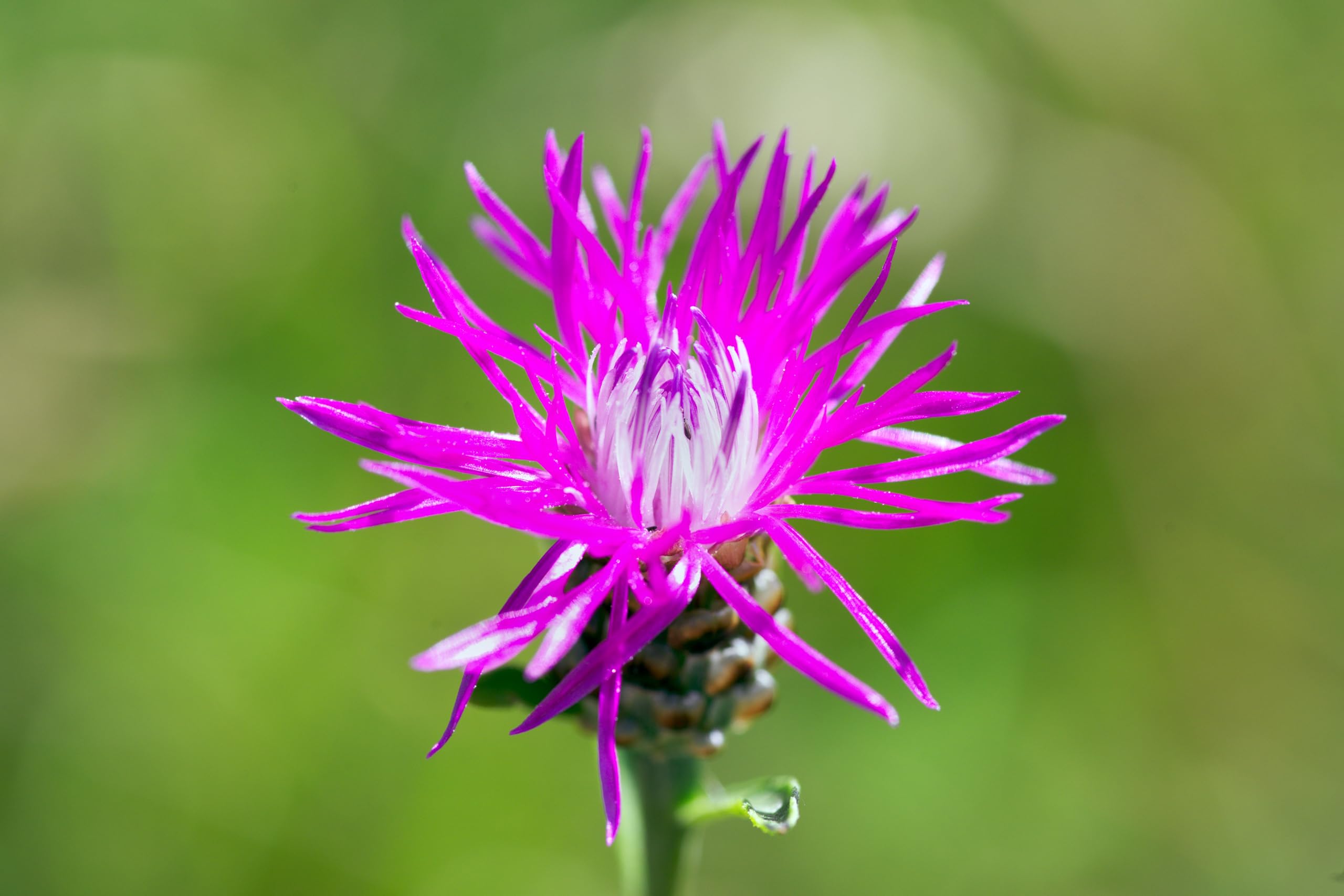 Rispen Flockenblume (Centaurea stoebe) Samen. Heilpflanze (20000 Samen = 6,0g)