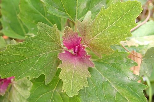 Miniatura 4 de 100 semillas gigantes Chenopodium Giganteum Purple Magenta Spreen Vegetales y Ornamentales