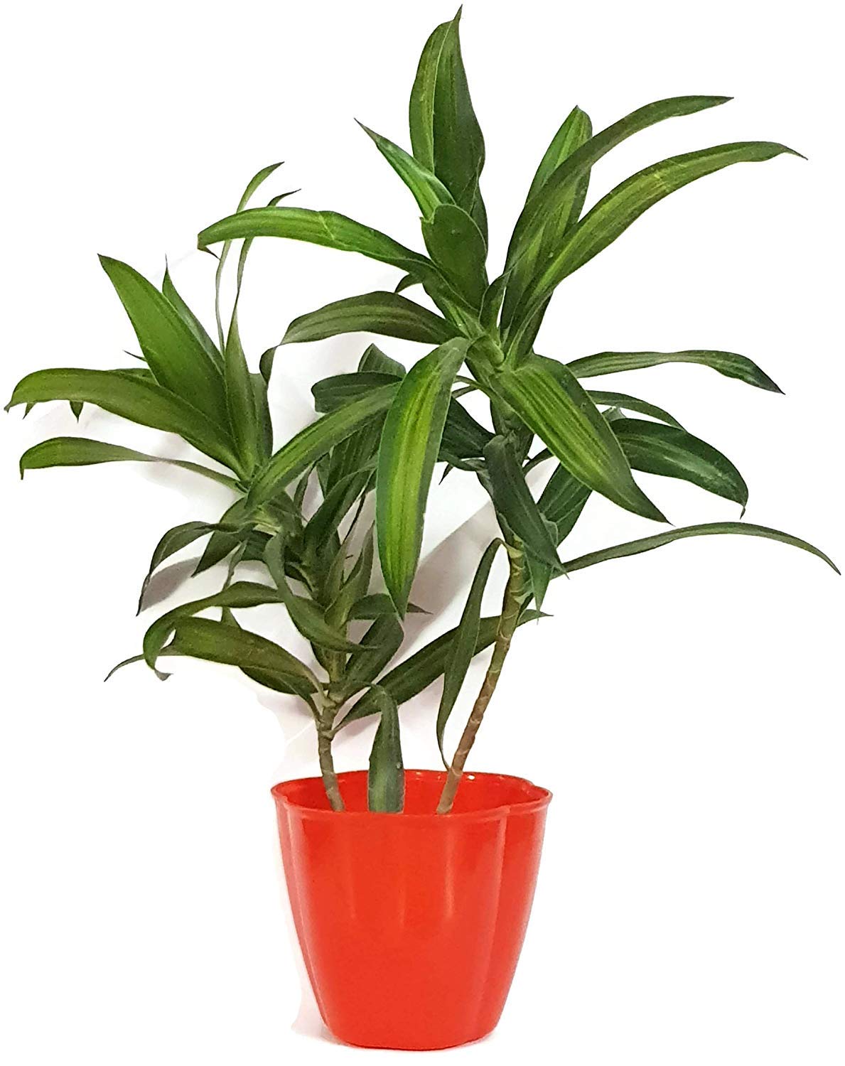 dracena janet craig care Dracaena Janet Craig