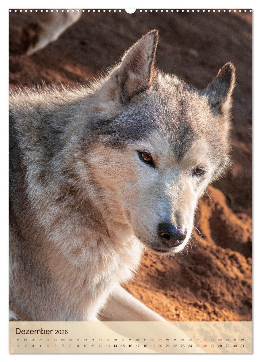Im Husky-Rudel (Wandkalender 2026 DIN A2 hoch), CALVENDO Monatskalender: Eine charakteristische Bilderserie, die das friedvolle und spielerische ... von Huskies dokumentiert. (CALVENDO Tiere)