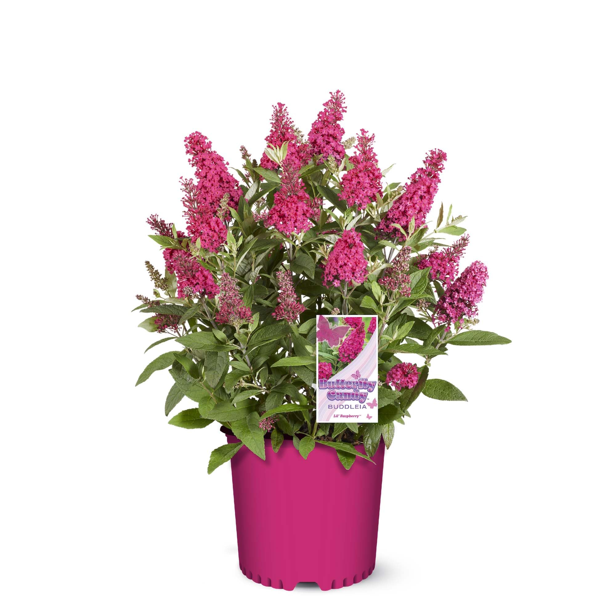 Perfect Plants Butterfly Candy Li'l Raspberry Butterfly Bush