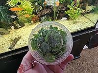 Review Image by Kalli VanNoord Kalli VanNoord