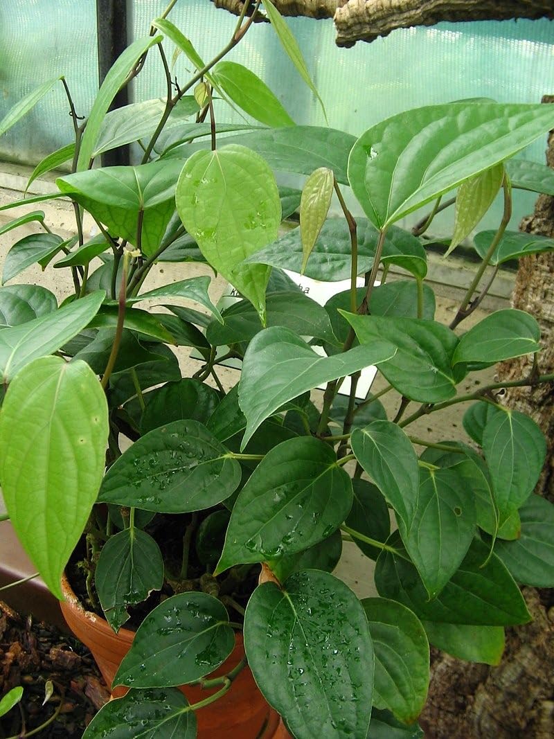 Golden Bloom Live Healthy Chui Jhal Choi Jhal Piper Chaba Live Plant, Piper chaba, piper chilli, chui jhal, choijhal Tree plant pack of 1 (B0CLJKYHFX) Amazon Price History, Amazon Price Tracker