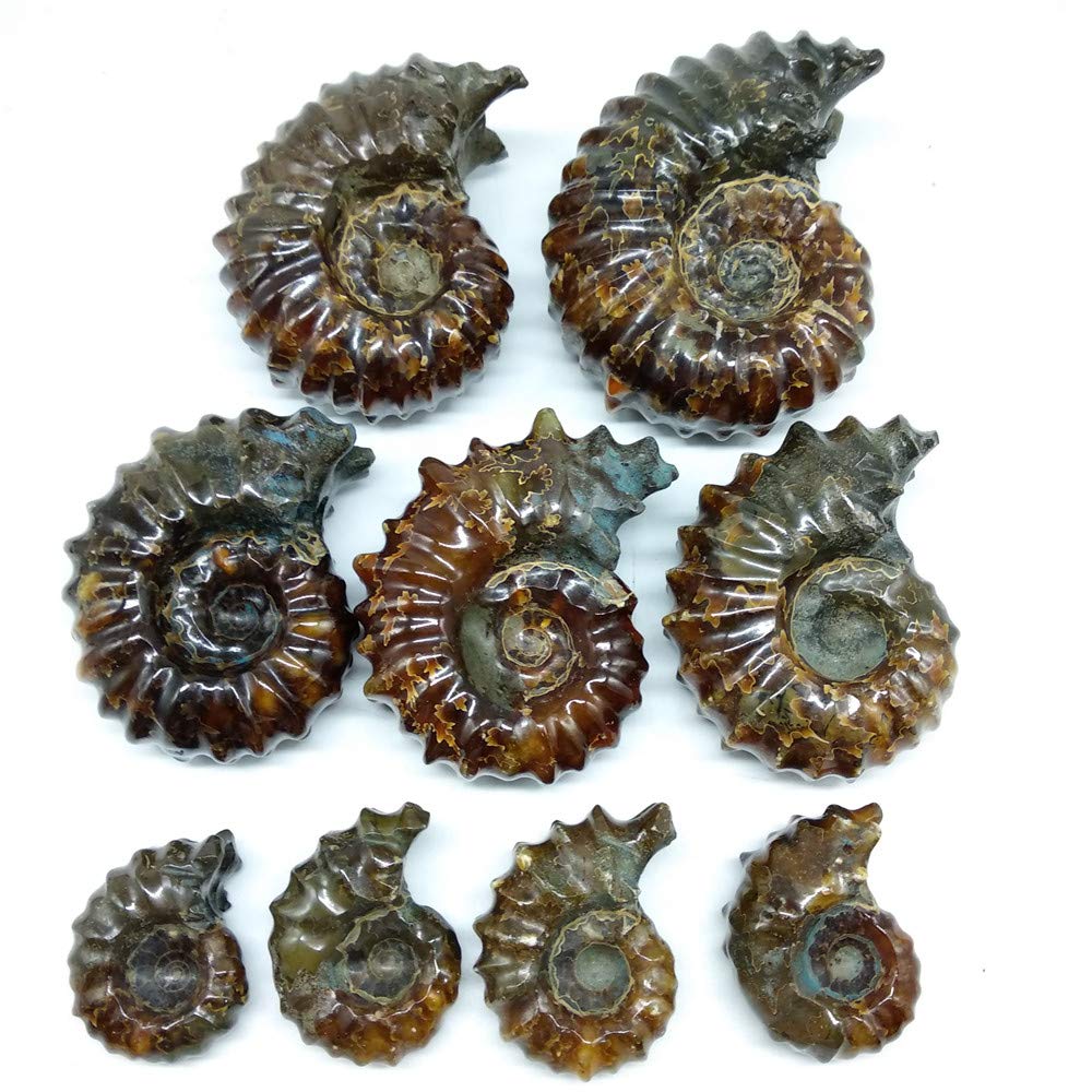 LIXUAN Goat Horn Ammonite Fossil Iridescent Natural Polished Douvilleiceras Ammolite Ancient Opalized Spiral Stone Mineral Shells (70-80MM)