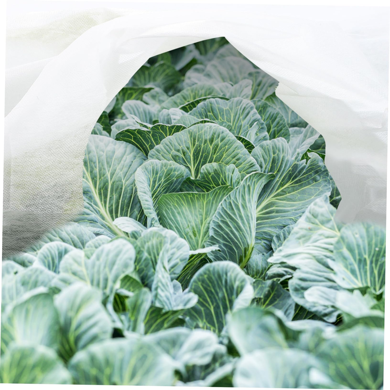 ibasenice Voile D’hivernage pour Plantes 2 Pièces en Non-tissé Blanc