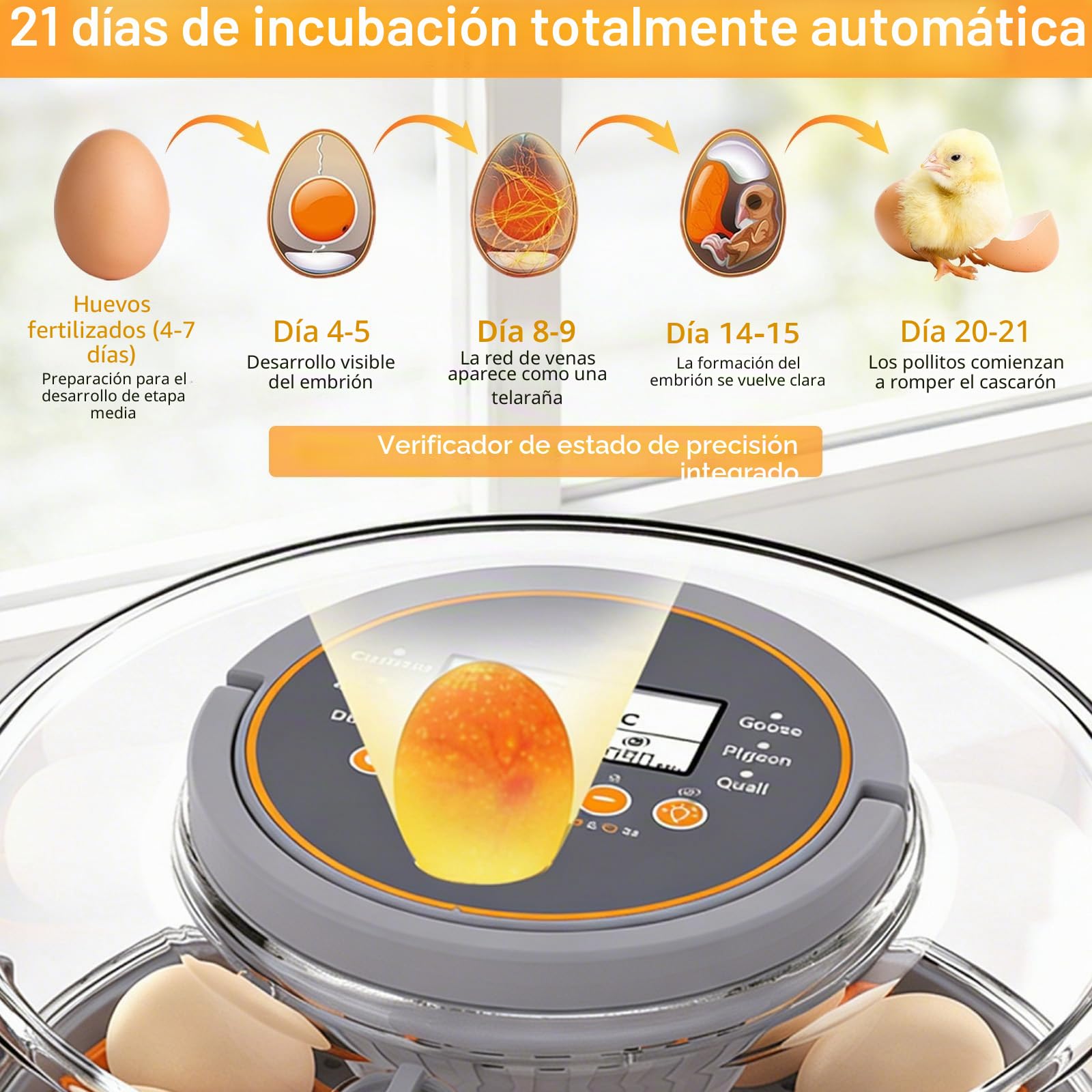 Incubadora Automática, Incubadora Totalmente Automática para 12/20 Huevos con Volteo Automático, Control Preciso de Temperatura y Humedad & Luz de Ovoscopio, Para Gallina Pato Ganso Paloma Codorniz