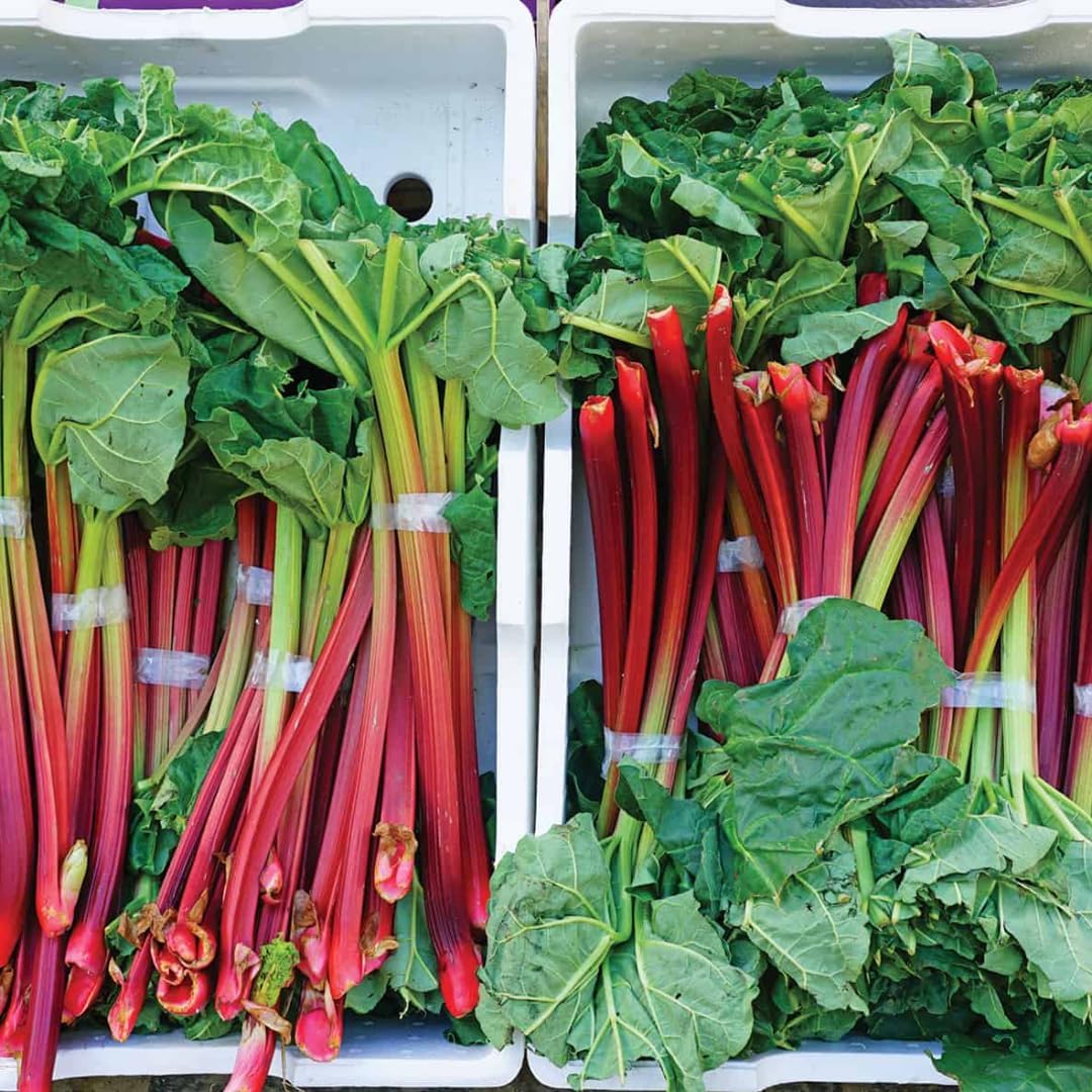 Large Rhubarb Plant Crown for Planting, Victoria Rhubarb Roots, Medium Size 5-6 Inch Crown, Live Perennial Vegetable for Home Gardens