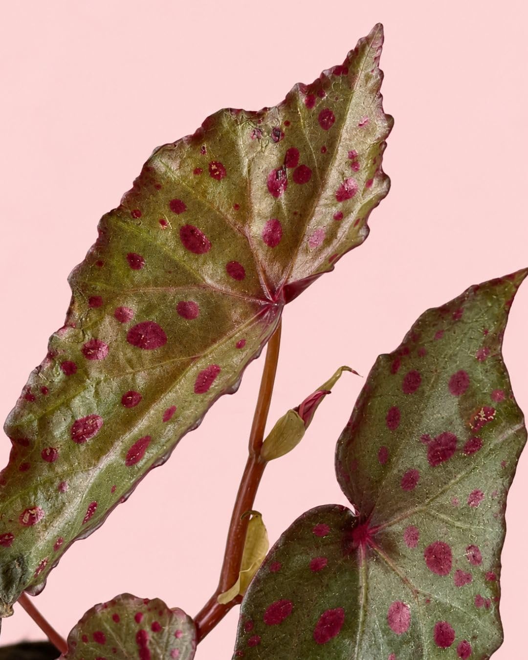PUR PLANT Begonia Rosa Amphioxus Malachosticta | Begonia Tropical Exótica | Planta Natural de Interior Decorativa | Maceta Ø8 cm