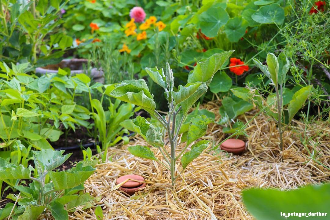 OYAS® A ENTERRER Taille M – 1,5L – BACS Potager-Pots-MASSIFS-OLLAS Terre Cuite – Fabrique en France. Solution d'irrigation écologique, 100% biodégradable. Autonomie 3 à 6 Jours