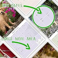 Vista 1486 de Razas de Perros 2017