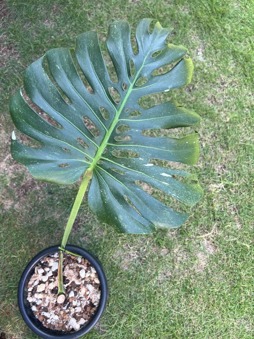 Amazon.co.jp: モンステラ デリシオーサ マクロコズム ミント