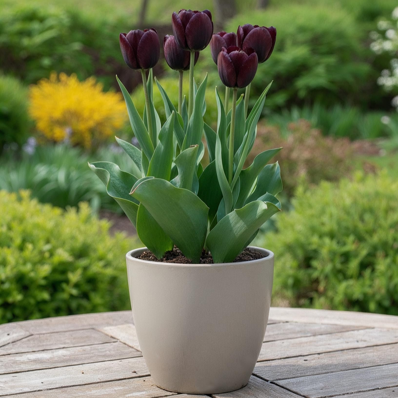 Bulbes De Tulipes Single "Red Passion" (25 Pièces) Tulipes Rouges