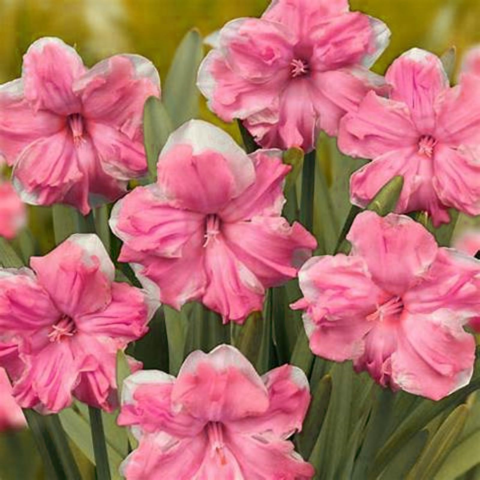 Gorgeous Daffodil Bulbs Mix for Planting Now UK/Home Decoration/Natural Organic/Strong Plants That Grow Well/Perennials,Fragrant,Greening Flower/Landscape Design Plants.-10bulbs-A