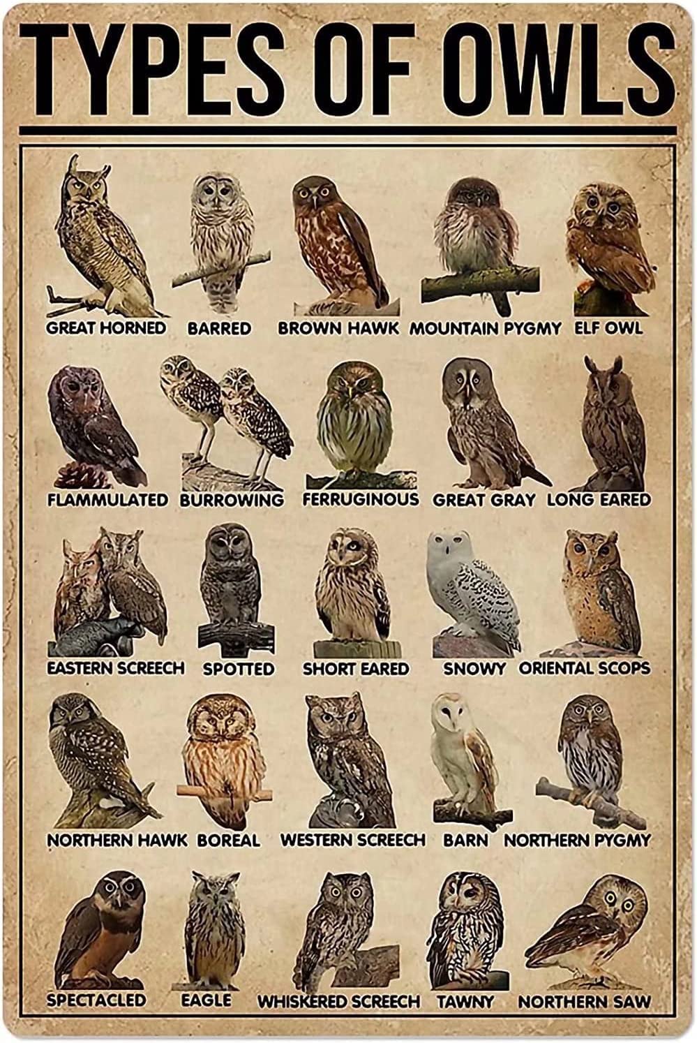 Kisoyo Funny Novelty Tin Sign Types Of Owls Sign Rustic Retro Wall Sign Home Kitchen Bar Room Garage Vintage Retro Poster Plaque 12X16 Inch