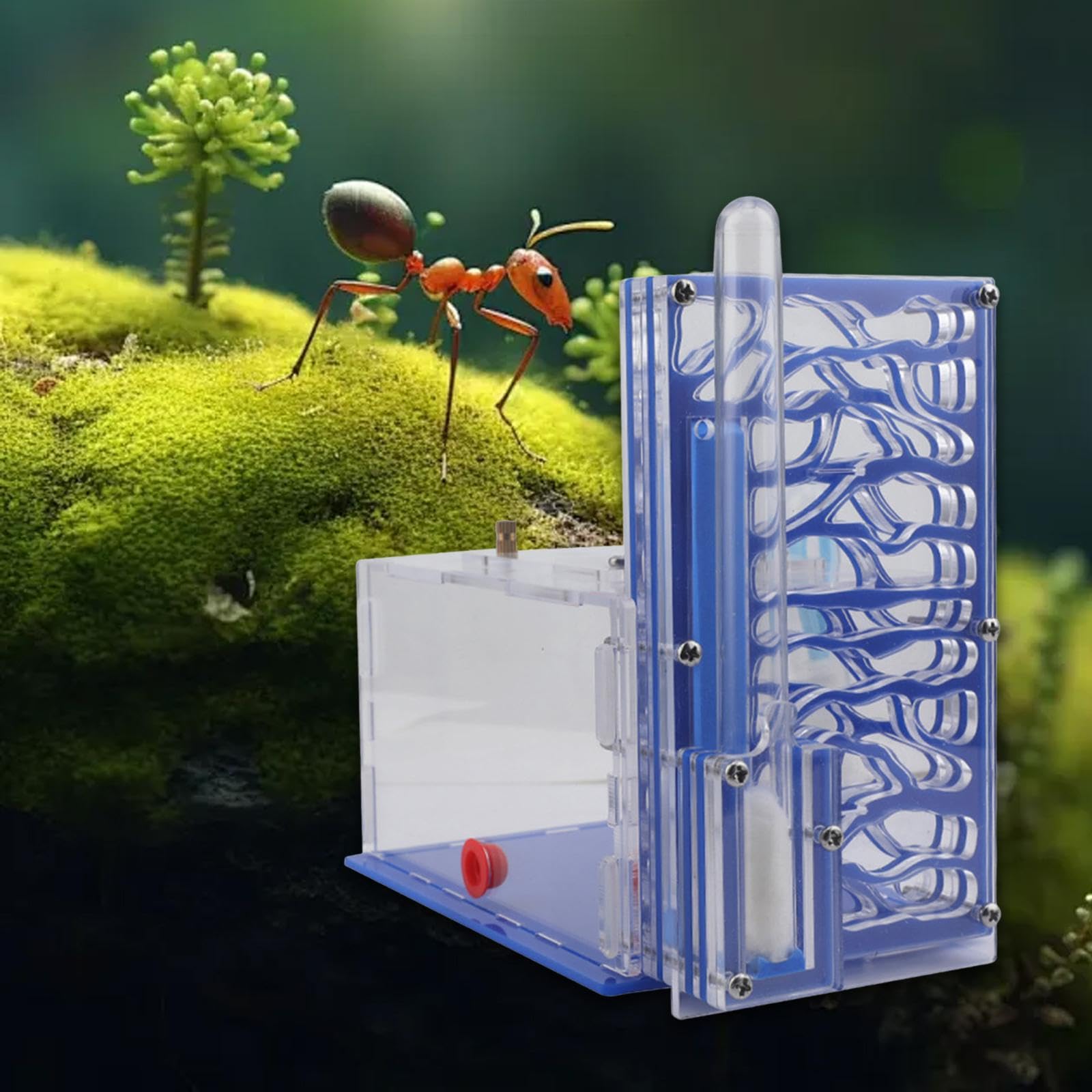 Ferme en Acrylique Fourmilière pour Observation Scientifique Bleu