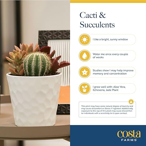 Miniatura 5 de Plantas vivas HAWORTHIA de Costa Farms, Grower's Choice