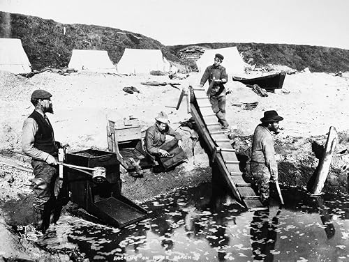 Nome Gold Rush C1899 Nprospectors Panning The Sand For Gold On The Beach Of The Bering Strait At Nome Alaska C1899 - Póster (24 x 36)