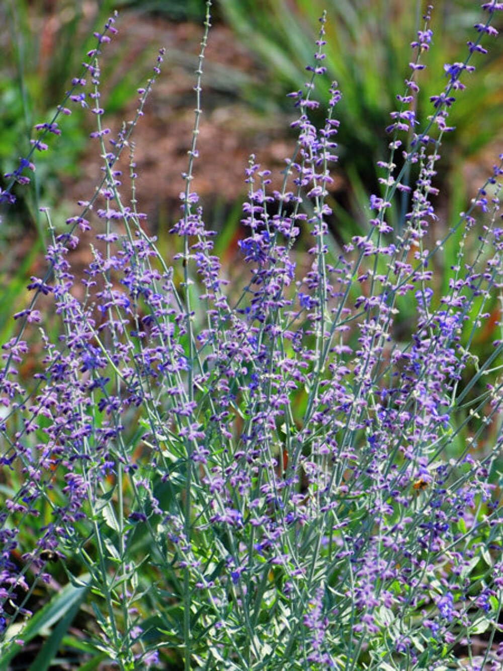 Perennial Farm Little Spire Dwarf Russian Sage