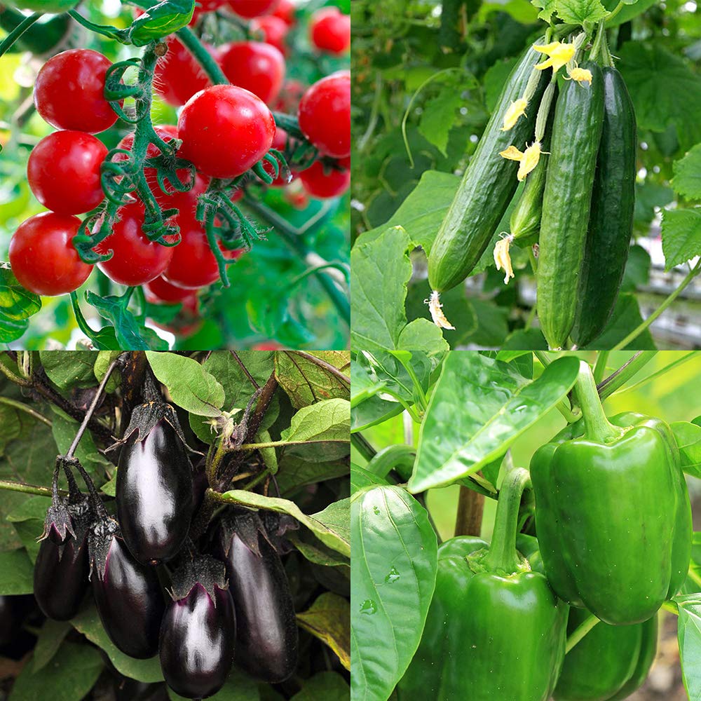 Amazon.co.jp: ITANSE 夏から秋に収穫できる!秋野菜4種セット