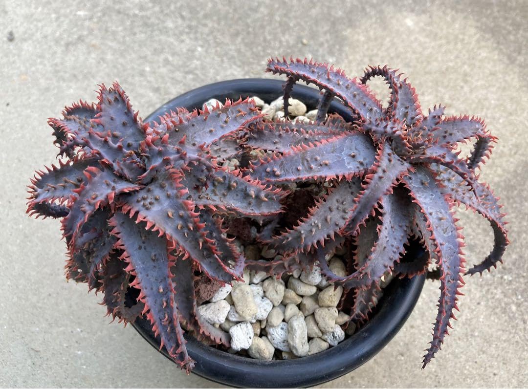 アロエ ワイリー コヨーテ | Aloe 'Wily Coyotee' 【totoge】