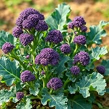 Broccoli Purple Sprouting Early - Brassica oleracea var. italica - Broccoli - 250 Seeds