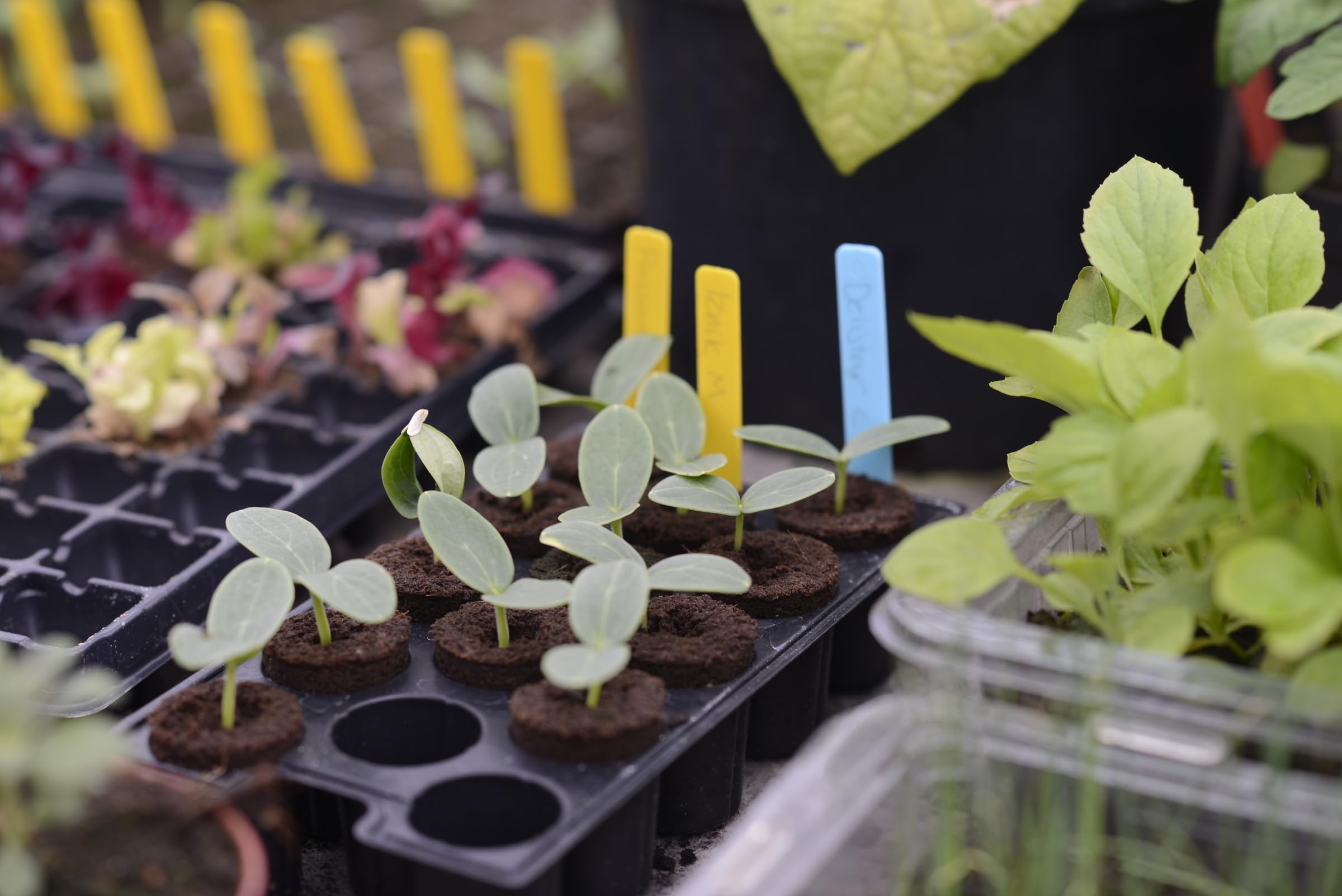 Produktbild von Neue Gemüsesorten: Buntes Gemüse - Mein Schöner Garten