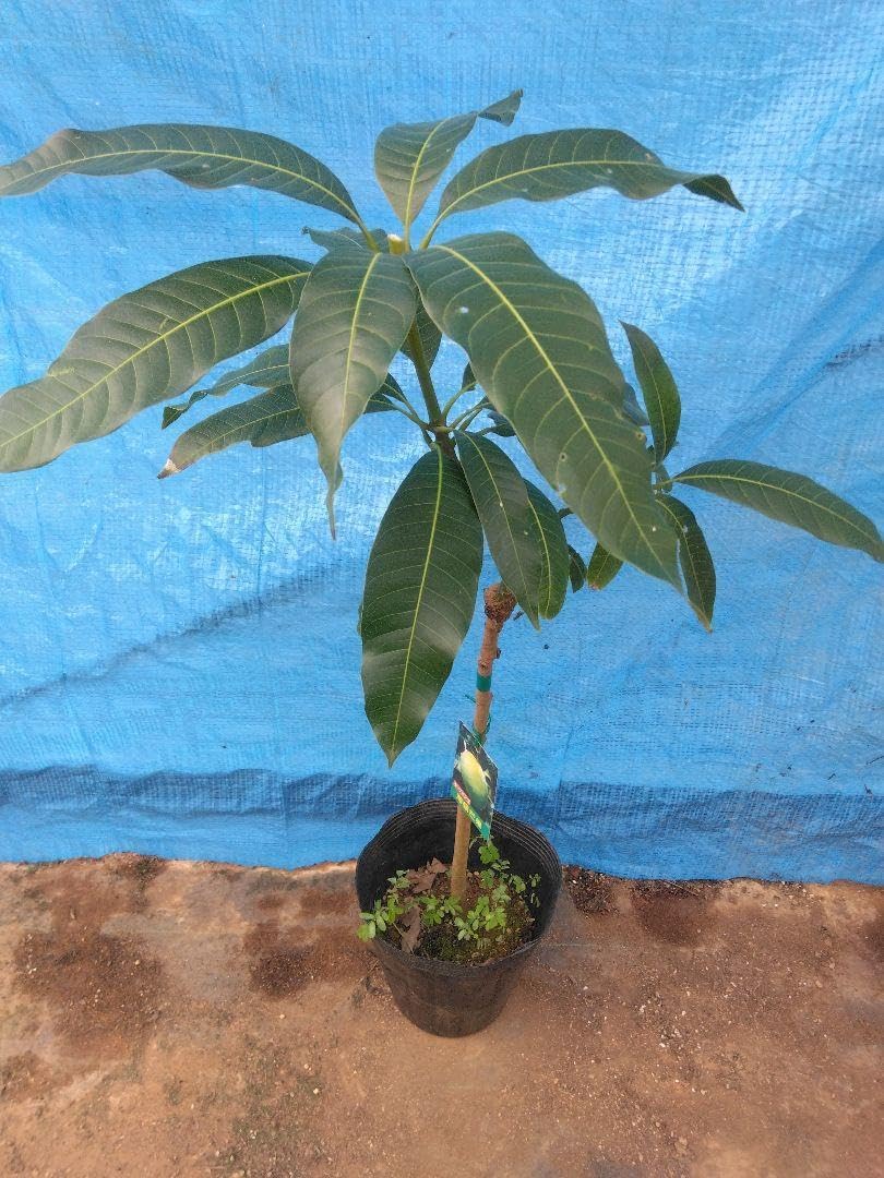 柑橘4年生　フィンガーライム接木苗／苗　8号鉢植え　果実鈴なり　撮影品のお届け 柑橘4年生 フィンガーライム接木苗／苗 8号鉢植え 果実鈴なり 撮影品の