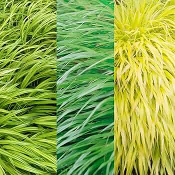 No.56 風知草の根洗い フウチソウ(風知草)の育て方と、冬越しのための刈り込み・剪定