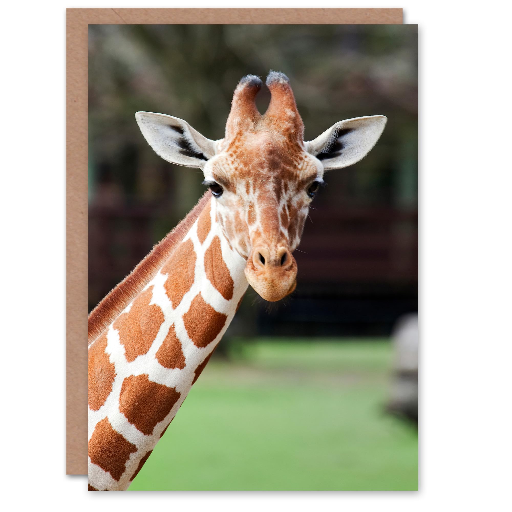 Artery8 Carol M Highsmith Art Card Giraffe at Oak Park Montgomery Zoo