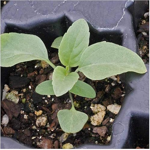 Miniatura 5 de Everwilde Farms - 1000 semillas de flores silvestres de salvia azul - Paquete de semillas jumbo Gold Vault