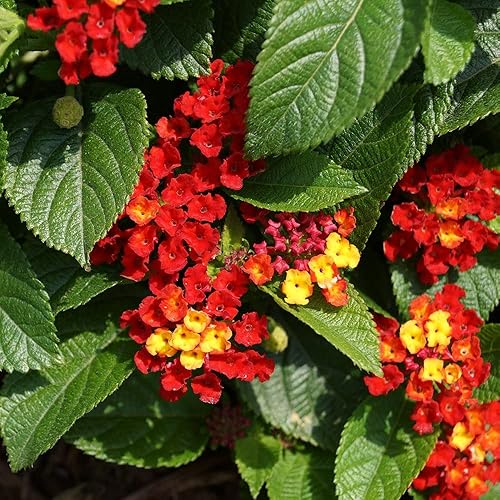 Lantana Plants Live - Salsa Red - Pack of 3