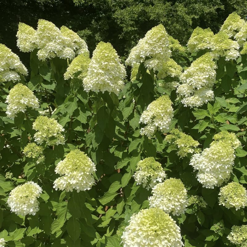 Hydrangea Plant Live for Planting, 7-12" Tall, Hydrangea Tree Live Plant in Pot, Hydrangea Flowers (Lime Hydrangea)