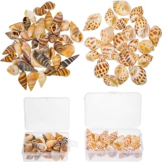 POPETPOP Mariposas Decorativas Para Pared 2 caixas de aquário de caracóis do mar natural Decors de aquário de DIY Concling Material Conch Decor Decoração De Casamento