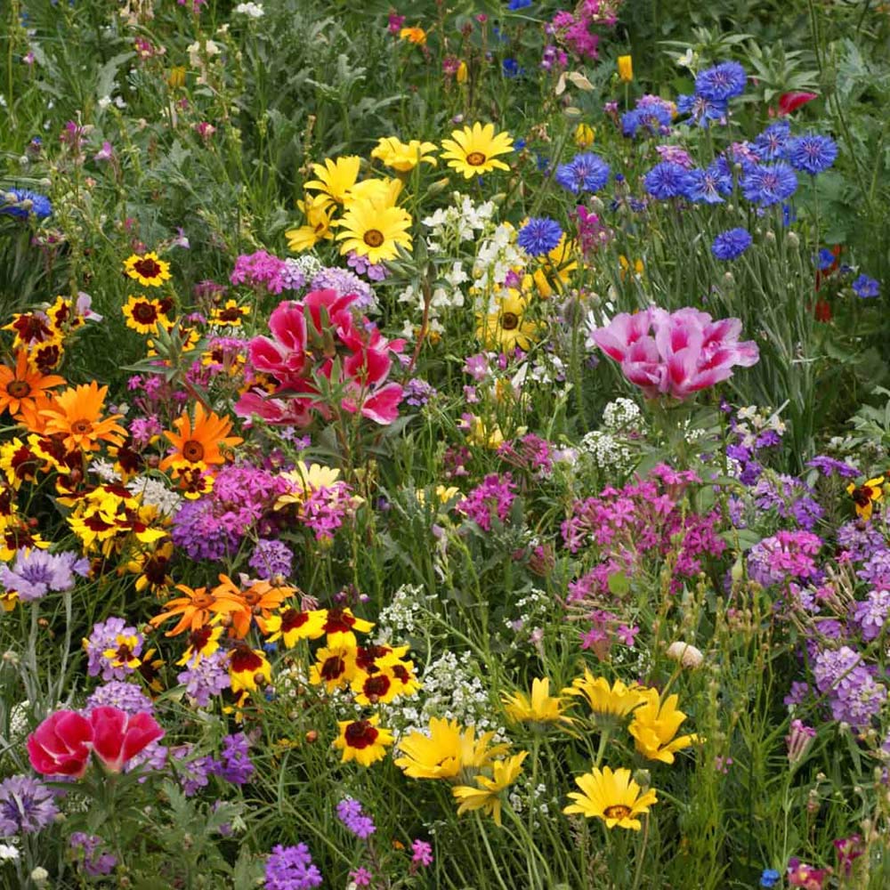 Dry Area Wildflower Seed ix Bulk Flower Seed ix Bulk