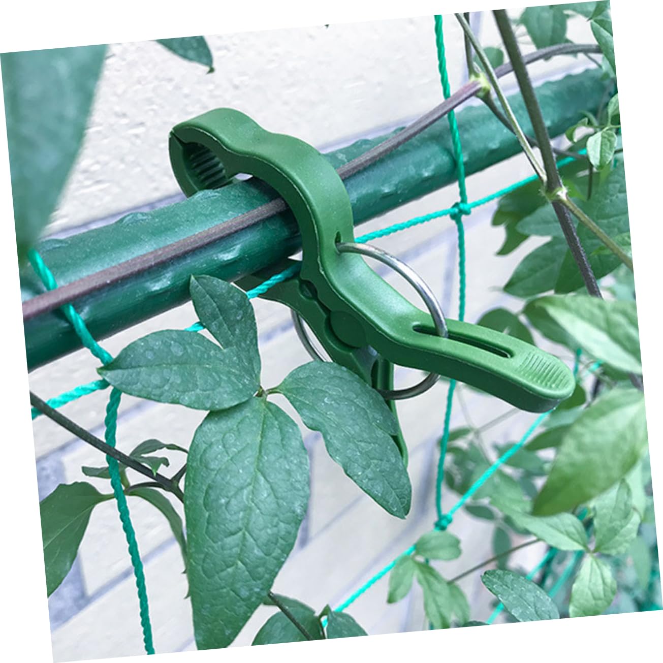 60 Pezzi Clip per Piante in Plastica Clip di Fissaggio per Vite per Pomodori Morsetto da Giardino Morsetto per Orchidee Forniture da Giardino