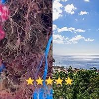 Vista 7 de Musgo marino morado Musgo marino irlandés Wildcrafted - 100% natural, hace más de 120 onzas de gel de musgo de mar, para la salud y el bienestar