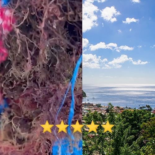 Miniatura 7 de Musgo marino morado  Musgo marino irlandés  Wildcrafted - 100% natural, hace más de 120 onzas de gel de musgo de mar, para la salud y el bienestar