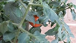 Review Image by Judy L. Judy L.