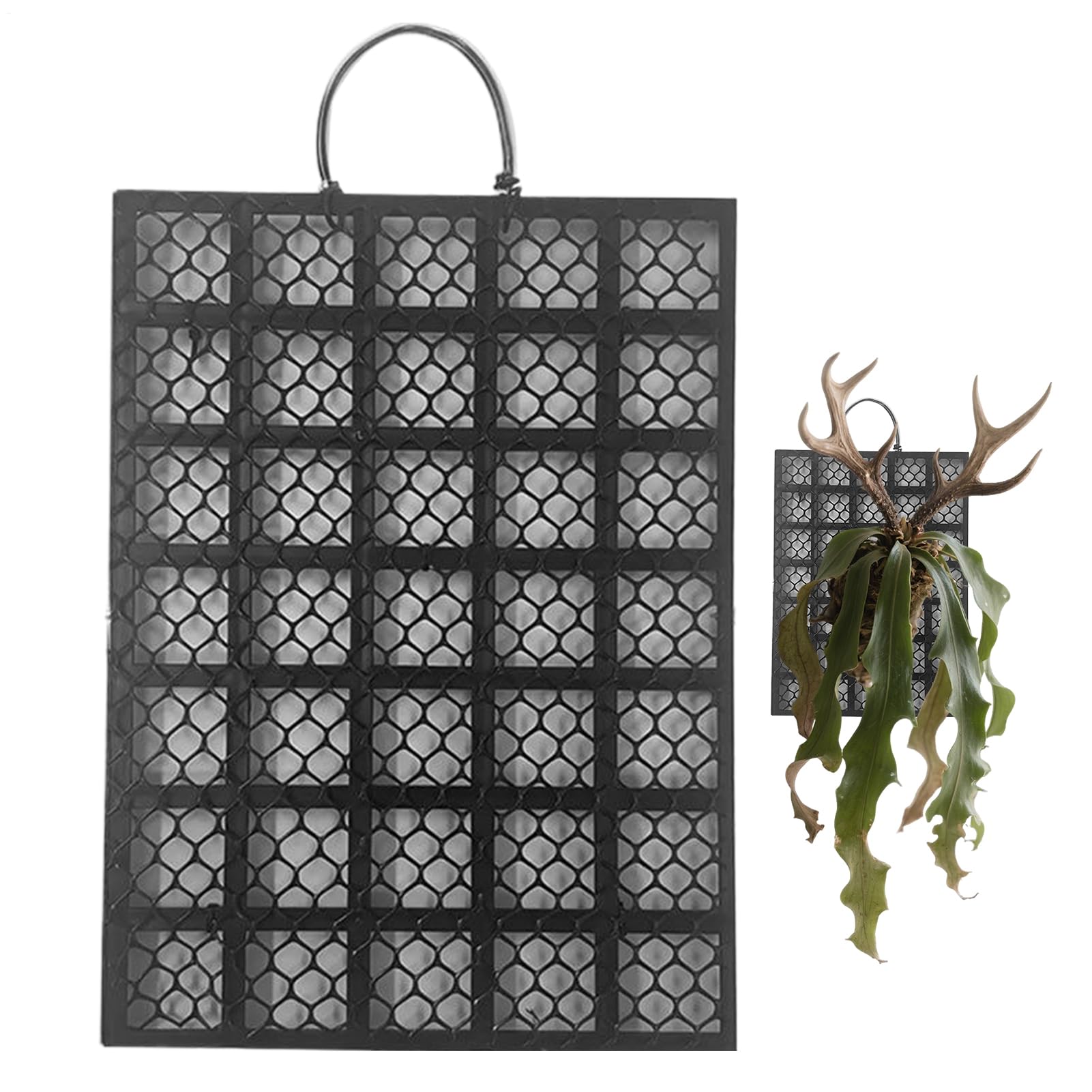 Kit de montage de fougère Staghorn en bois durable pour suspension d'orchidées d'intérieur