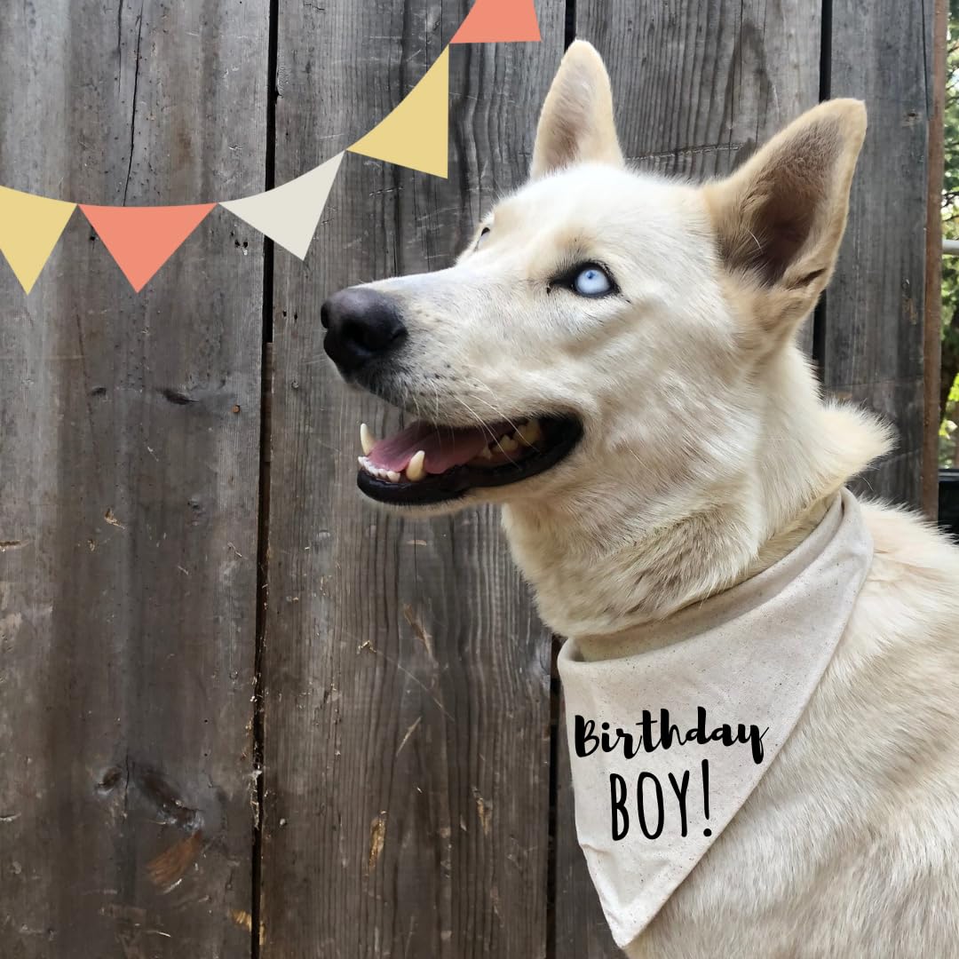 Bandana pour chien Barkday Pawty - Beige - Boho Simple - Taille XL
