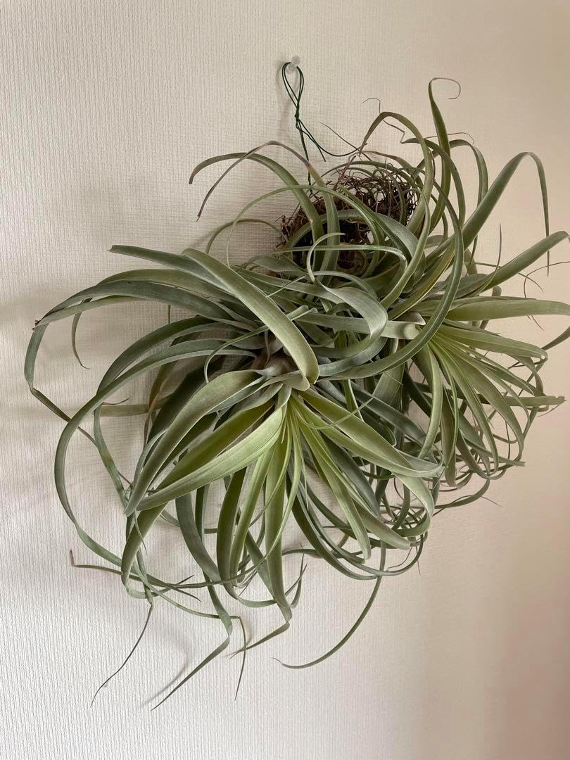 現品・即購入OK】チランジア・カピタータ クランプ 群生 特大 全幅約